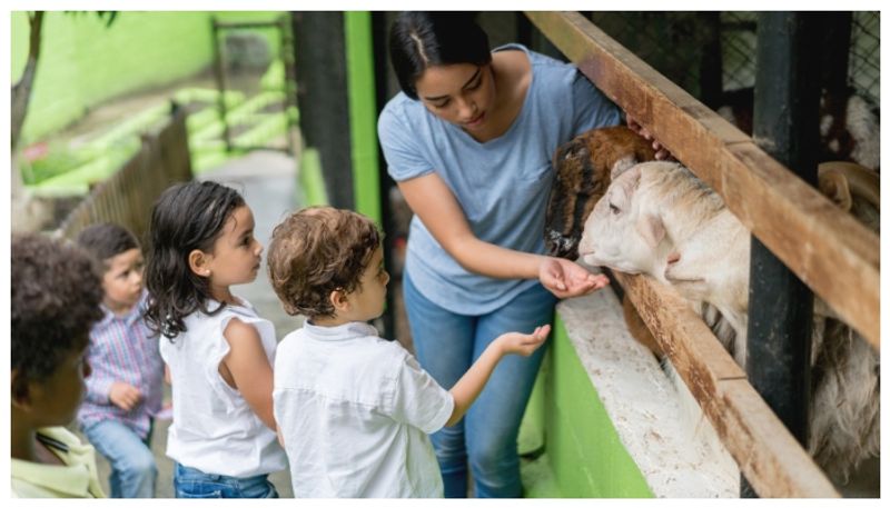 China launches kindergarten for favourite pets 