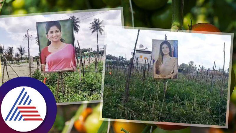 Farmer from chikkaballapura placed rachita ram sunny leone photo in tomato crop field vcs