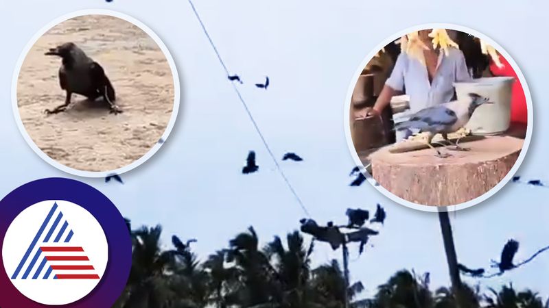 Chicken shop owner frees crow after 100s of bird gathered to rescue tied bird Andhra Pradesh ckm