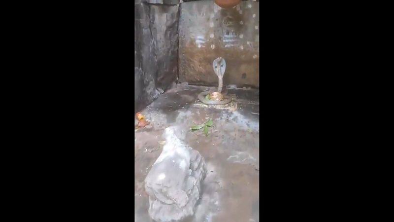 devotees witness rare sight as cobra coils around lingam at srisailam temple vel