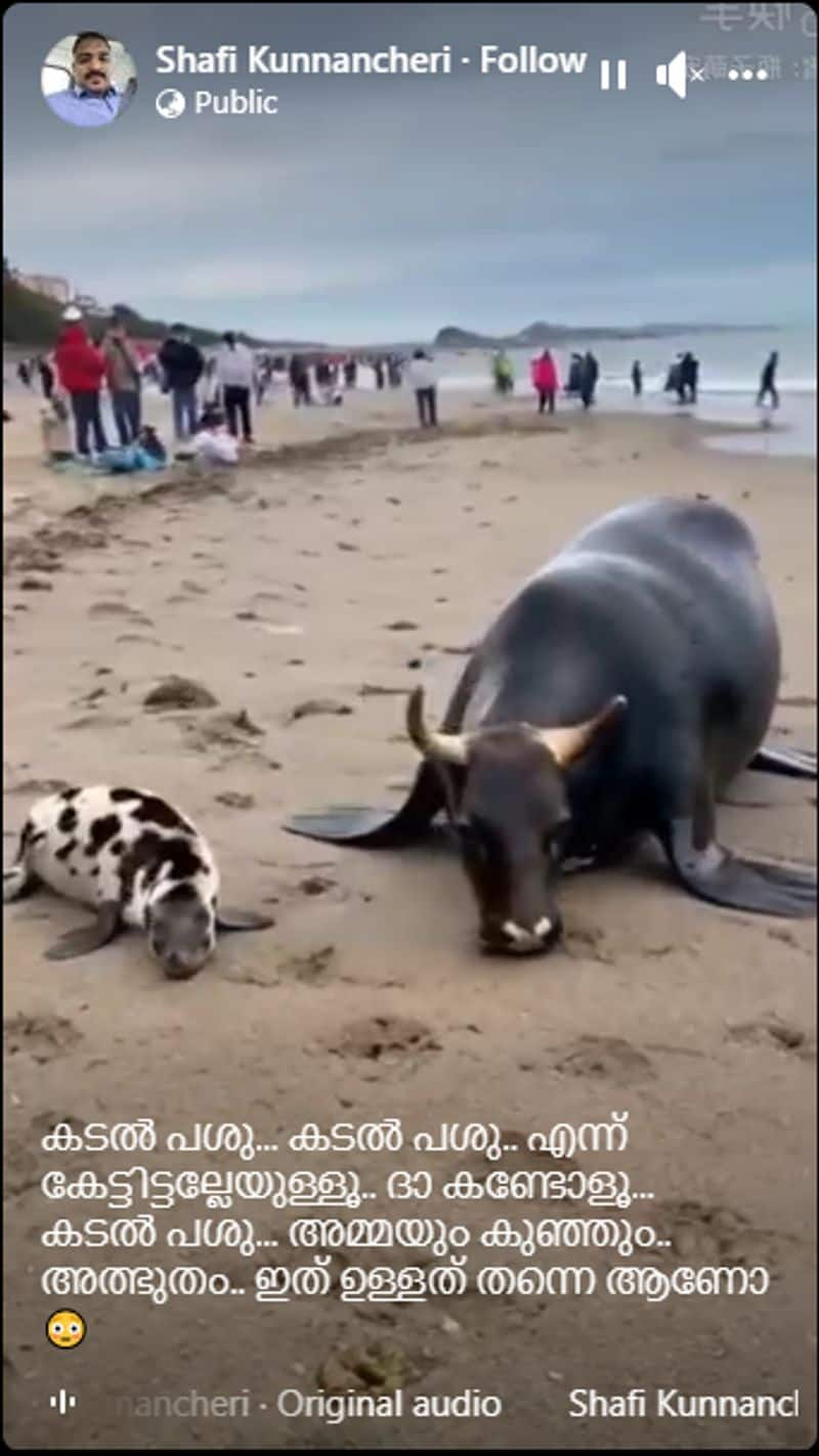 viral video of sea cow is fake