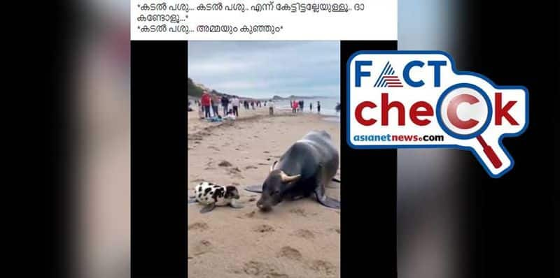 viral video of sea cow is fake