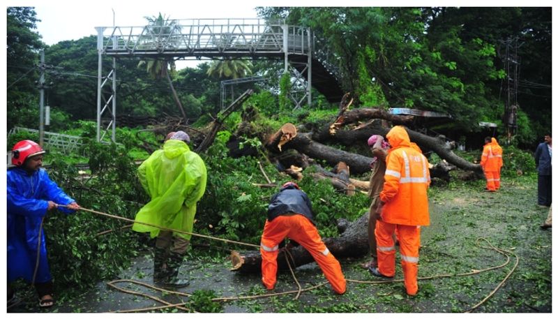 Ornamental trees are more susceptible to rain and foreign trees are more dangerous gvd