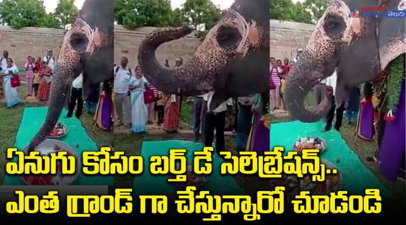 Elephant Birthday celebrations