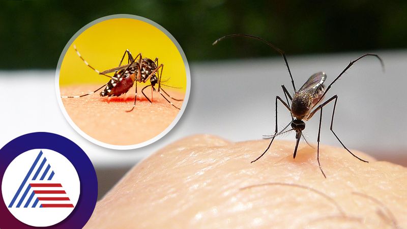 Why mosquitoes bite some people more than others blood group lifestyle bni