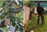 Karnataka: Video of 12-ft king cobra in residential compound goes viral; successfully rescued and released NTI