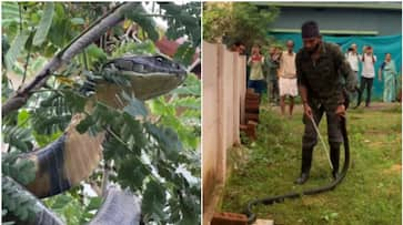 Karnataka: Video of 12-ft king cobra in residential compound goes viral; successfully rescued and released NTI