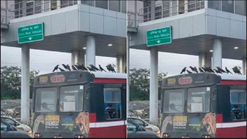 Mumbai After dog and monkey now group of crows traveling in bus video goes viral akb