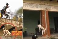  WATCH: Teenager heartlessly swings dog from terrace, posts video on Comedy social media page NTI