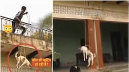  WATCH: Teenager heartlessly swings dog from terrace, posts video on Comedy social media page NTI