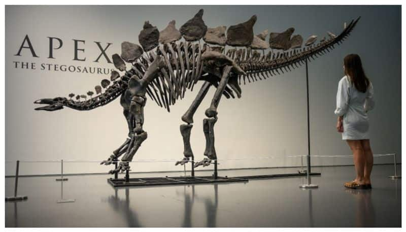 Dinosaur skeleton fetches Rs 373 crore at auction