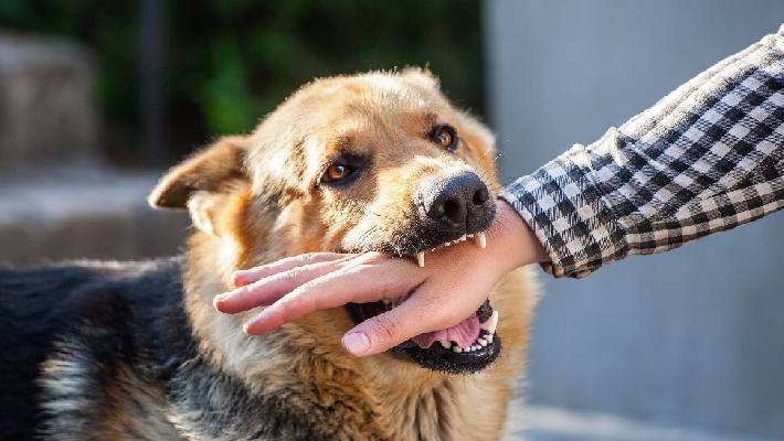 dog bite rajasthan
