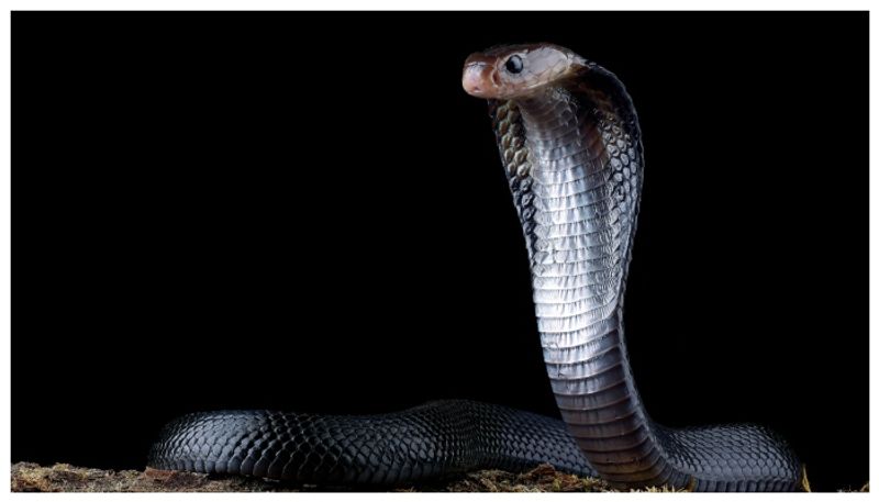 30 cobras caught from sweet shop in Bihar 