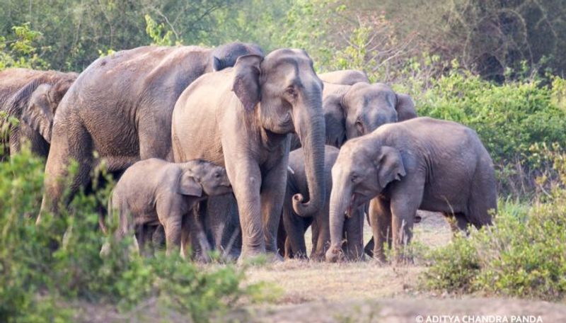 18 elephants enter villages at mudigere in chikkamagaluru grg 