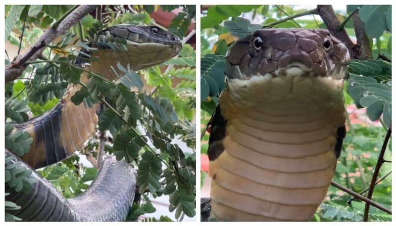 12-Foot Long King Cobra
