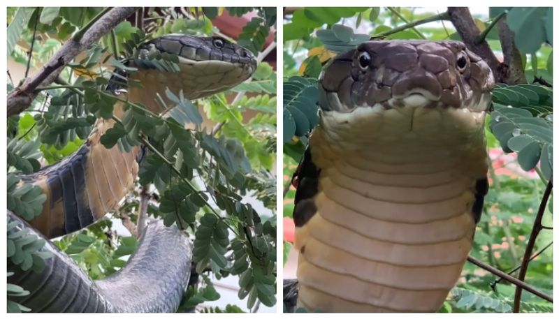 12 foot long king cobra rescued in karnataka 