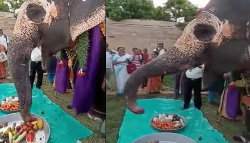 akhila elephant birth day celebration video went viral 