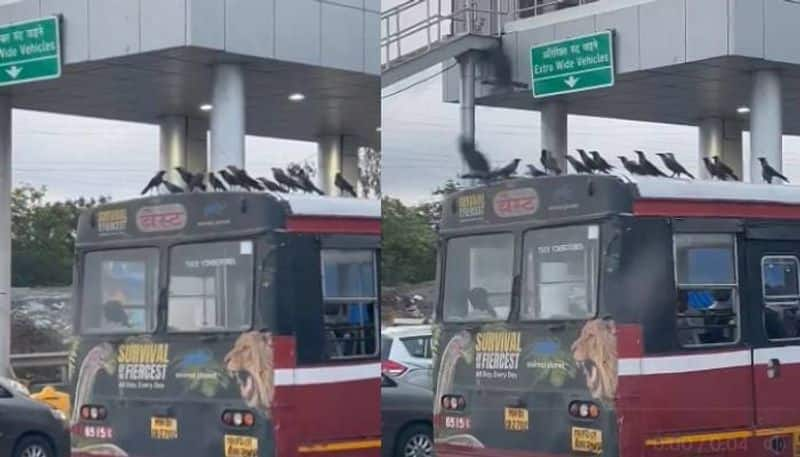 free bus ride of crows from mumbai viral video 