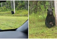 Florida cops warn against selfies with the "depressed" bear: "If not friend, why friend shaped?" RTM