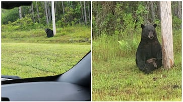 Florida cops warn against selfies with the "depressed" bear: "If not friend, why friend shaped?" RTM