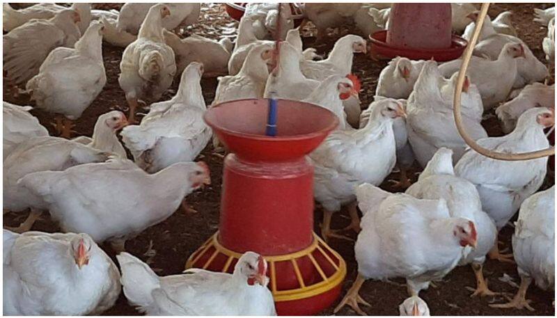 poultry farm