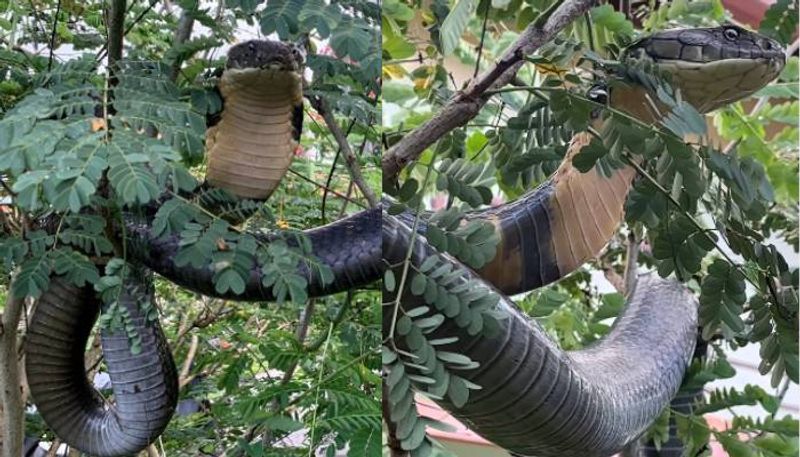 Wildlife officers rescuing 12 ft cobra viral video from agumbe karnataka