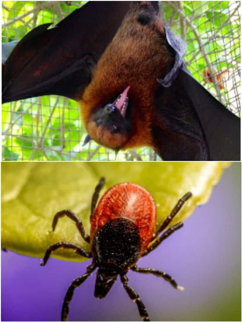 Vampire Bat to Bedbug: 6 Vampire like blood sucking animal NTI