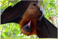 Vampire Bat to Bedbug: 6 Vampire like blood sucking animal NTI