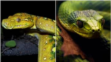 The Most Venomous Snake: Not the Common Cobra or Python NTI