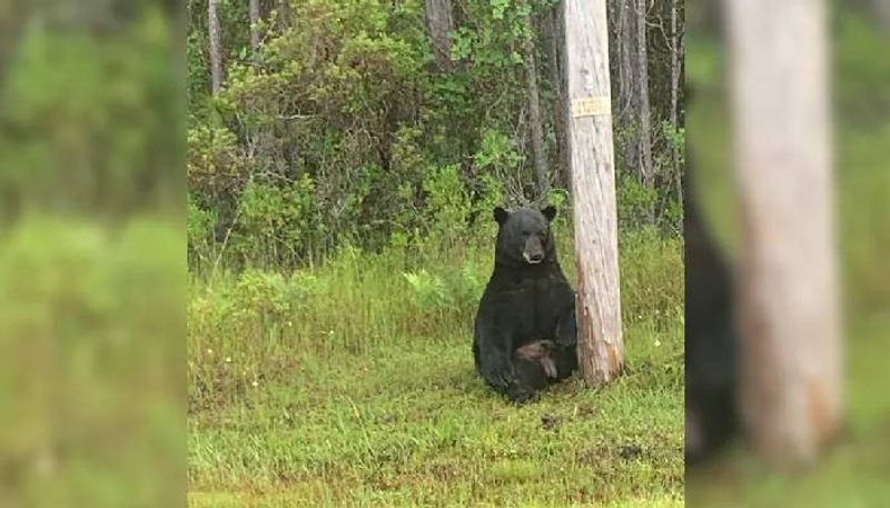 bear depressed dont take selfie says Florida Cops