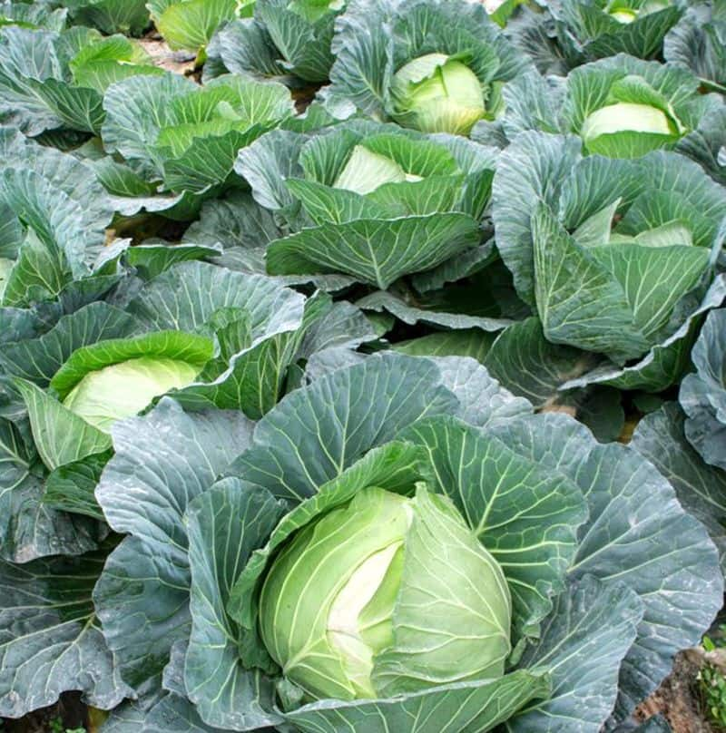 Cabbage  cauliflower, which bring quick income to farmers snr