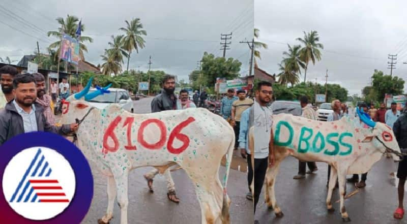 Purnima In 2024 darshan fans celebration karahunnime wrote D bass on bulls belagavi rav