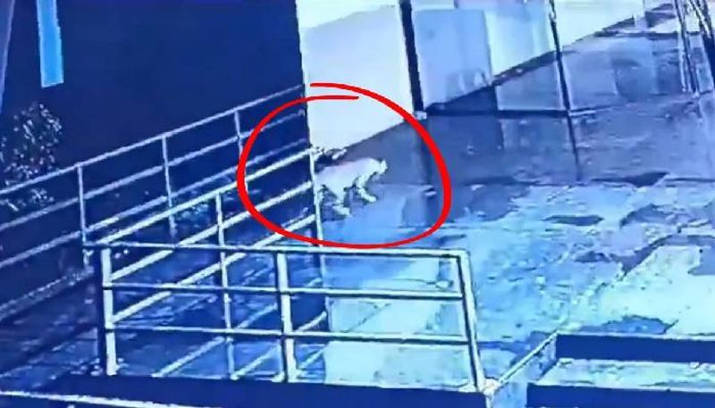 leopard roaming inside of shopping mall in Maharashtra 