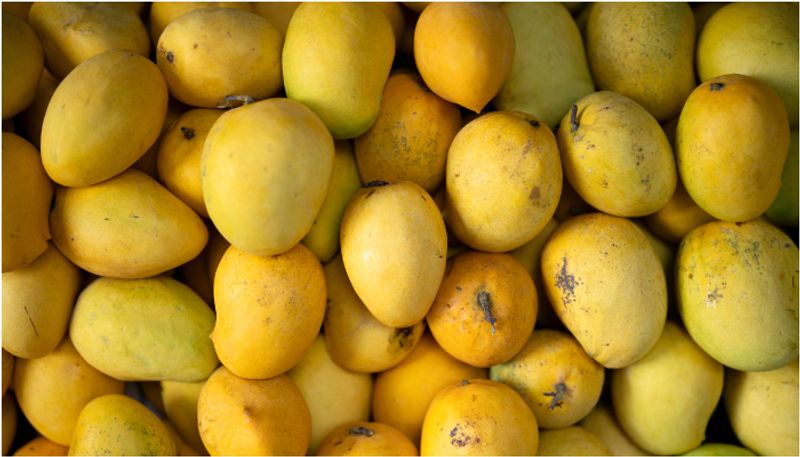 Mango wars china grown Indian mango varieties eat into India exports