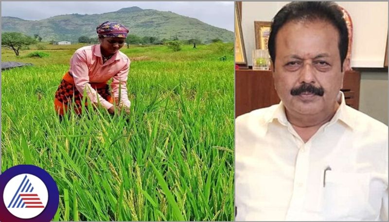 Karnataka govt MO 4 Kempu Mukti and Uma varieties sowing paddy Seed supply to coastal districts sat