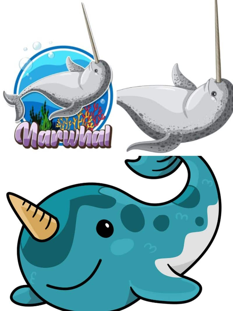 What are Narwhals? 7 things to know about these 'Unicorn of the Sea' ATG