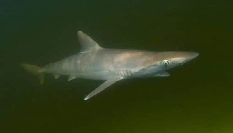 cocaine found in Sharks off the coast of Brazil 