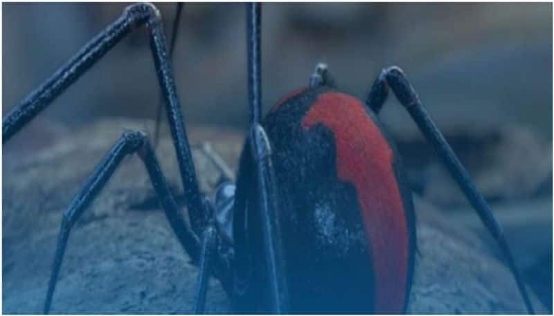 oman health ministry issued warning against Black Widow Spiders