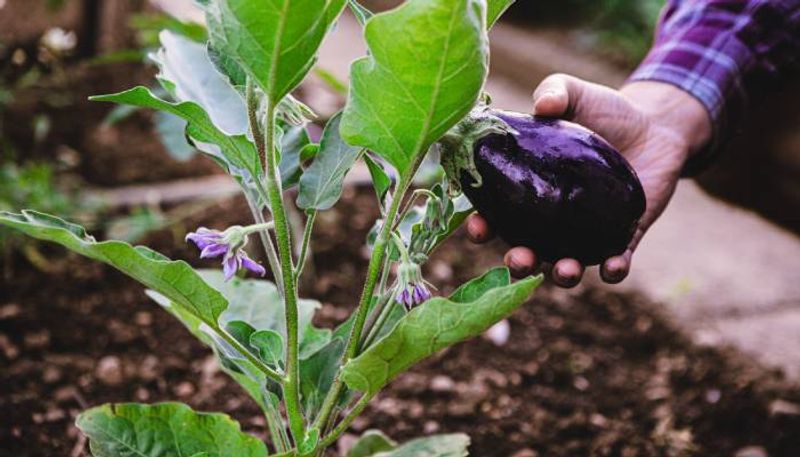 eggplant variety how to grow and care