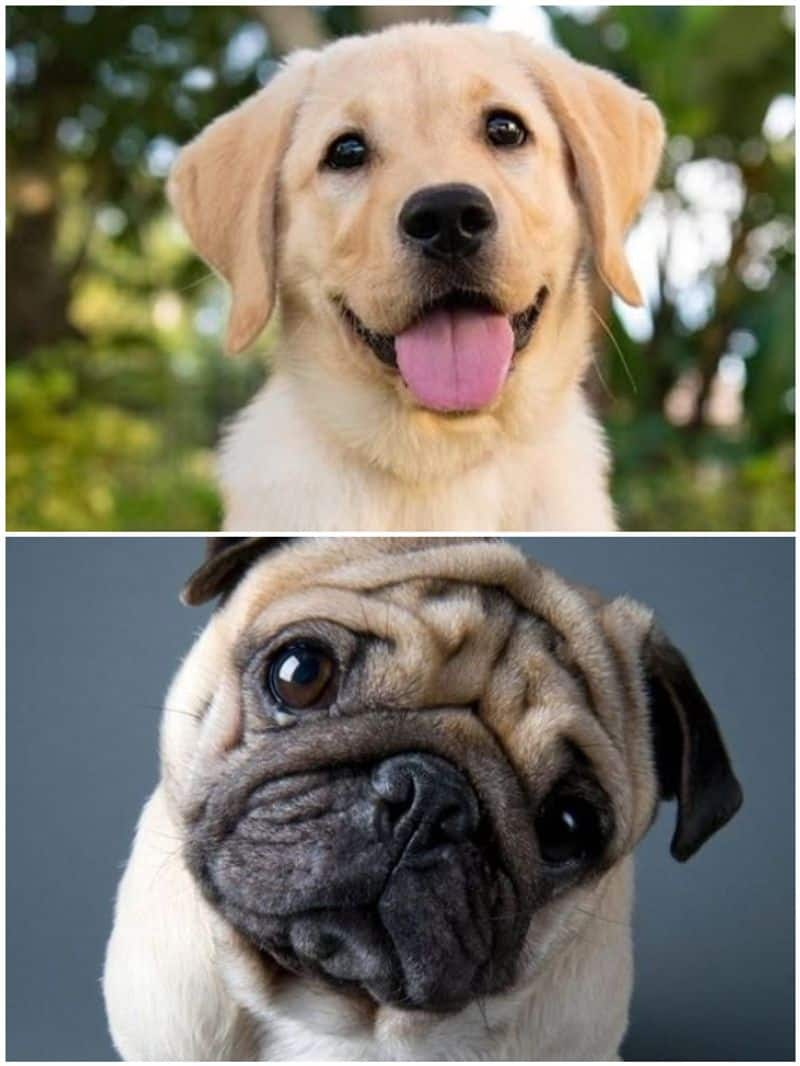 Labrador to Pug: Top 7 curtest dog breeds in India RTM 