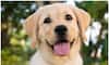 Labrador to Pug: Top 7 curtest dog breeds in India 