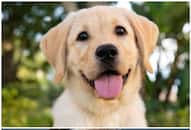 Labrador to Pug: Top 7 curtest dog breeds in India RTM 