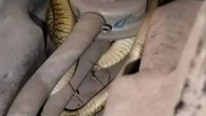 snake in scooty
