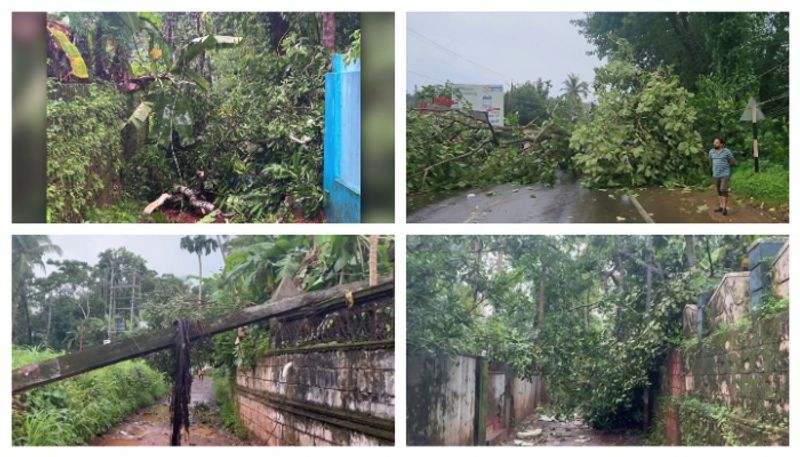 cyclone wind at kannur houses destroy an tree fell 