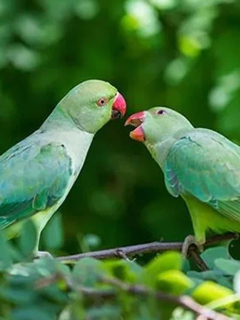 Is it good or bad to keep parrots at home? Vastu Shastra what said