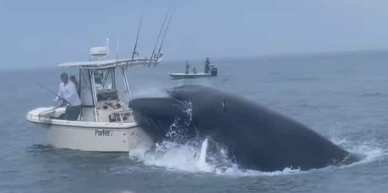 breaching whale attack boat, boat capsizes two gets narrow escape shocking video 