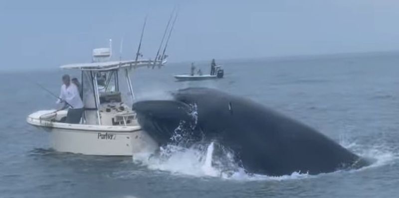 breaching whale attack boat, boat capsizes two gets narrow escape shocking video 