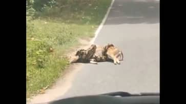 Viral Video: Man Frees Deer from Python, Internet Reacts [WATCH] NTI