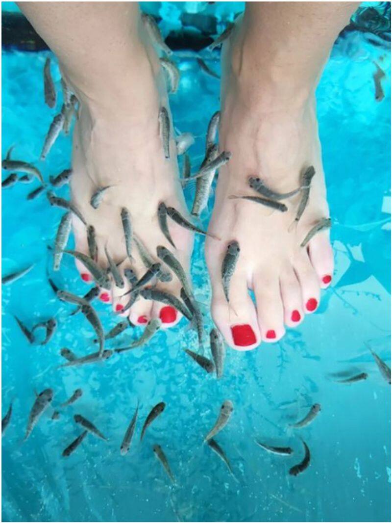  Fish Spa: Potential dangers of visiting fish pedicure salons NTI