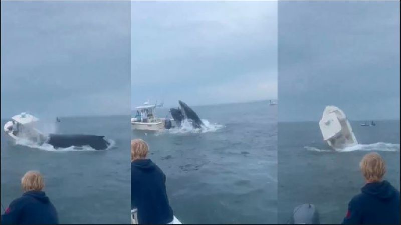 Portsmouth Harbor Whale capsizes fishing boat threw the fihers into sea Horrifying video goes viral akb